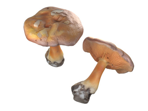 Mushroom 4 Modello 3D