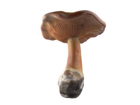 Mushroom 4 Modello 3D