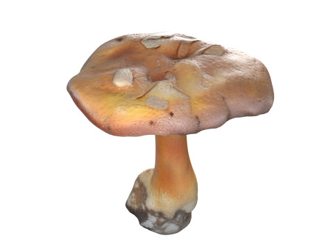 Mushroom 4 Modello 3D