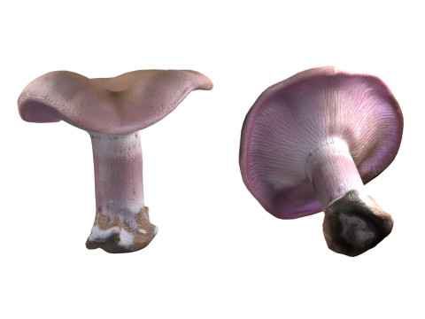 Mushroom 5 Model 3D