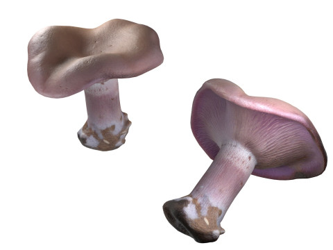 Mushroom 5 3D 모델