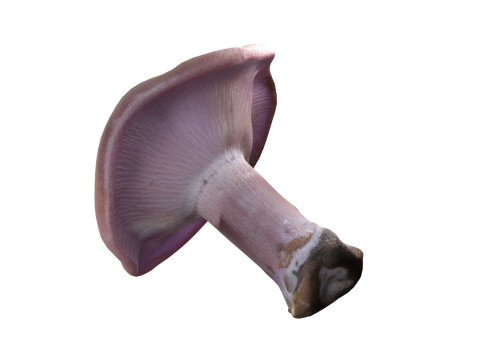 Mushroom 5 3D 모델