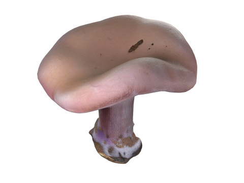 Mushroom 5 3D 모델
