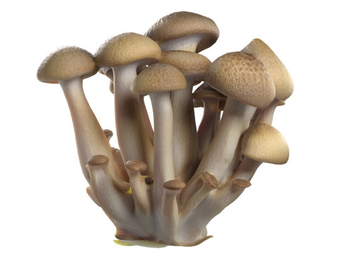 Mushroom 6 Model 3D