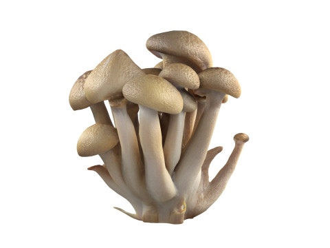 Mushroom 6 Modelo 3D