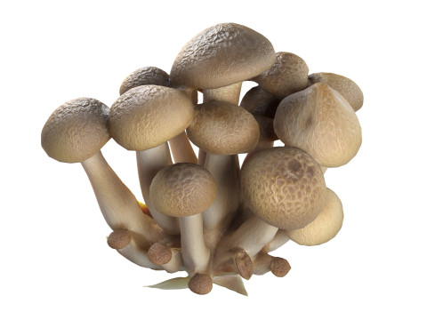 Mushroom 6 Modelo 3D