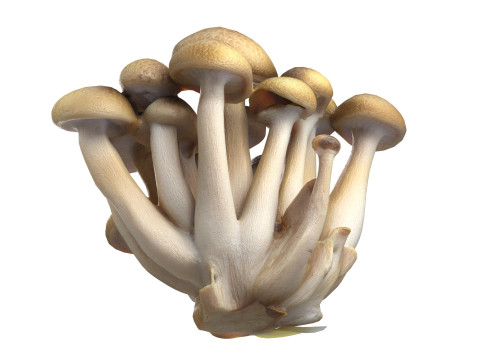 Mushroom 6 Modelo 3D