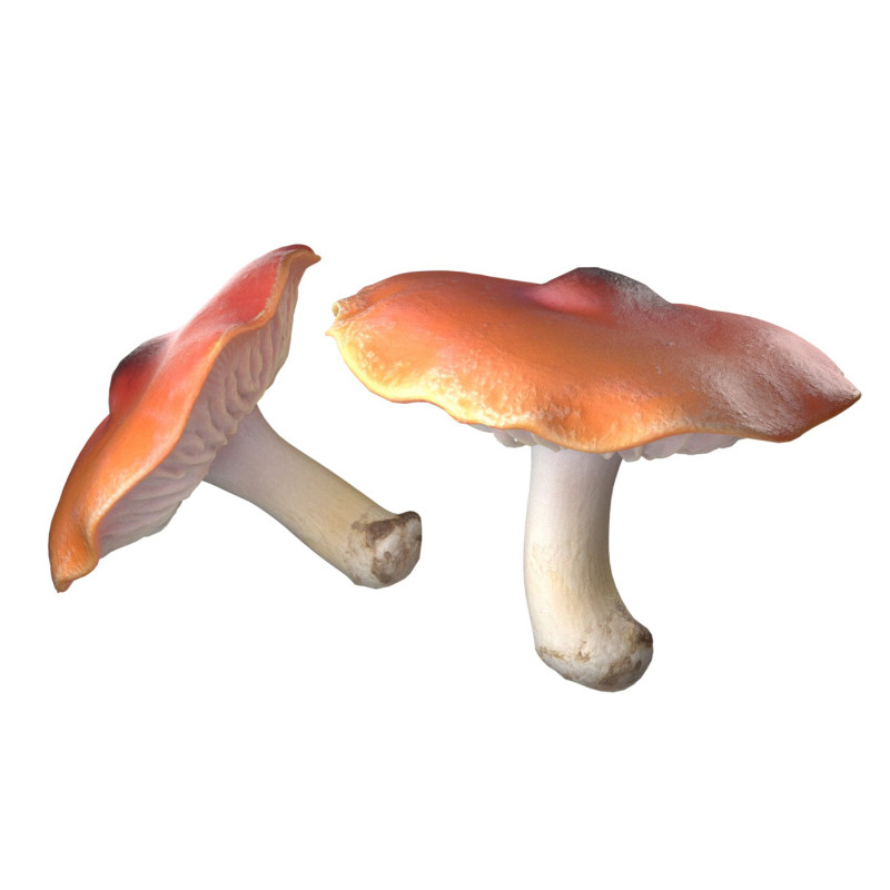 Mushroom 7 3D Model .c4d .max .obj .3ds .fbx .stl .blend