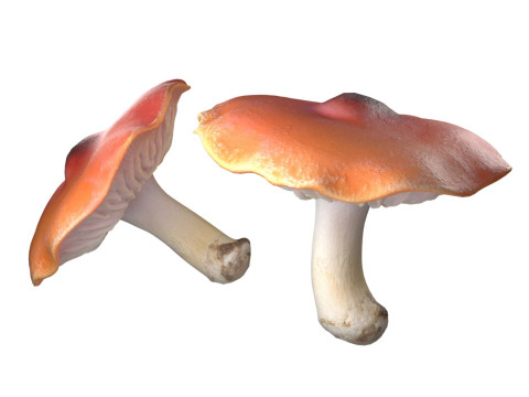 Mushroom 7 Model 3D