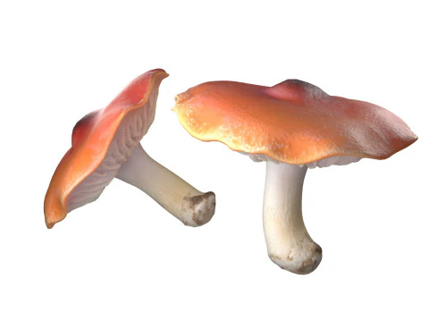 Mushroom 7 3D Model