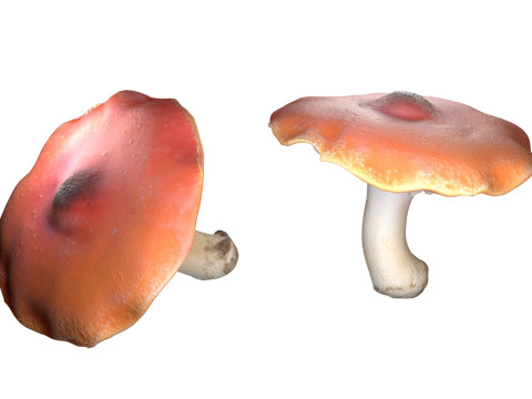 Mushroom 7 3D Model