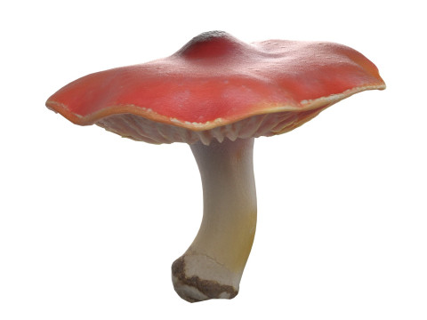 Mushroom 7 3D Model