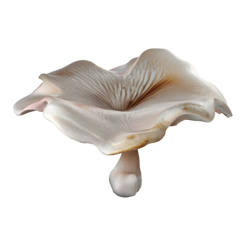 Mushroom 8 3D Model .c4d .max .obj .3ds .fbx .stl .blend 