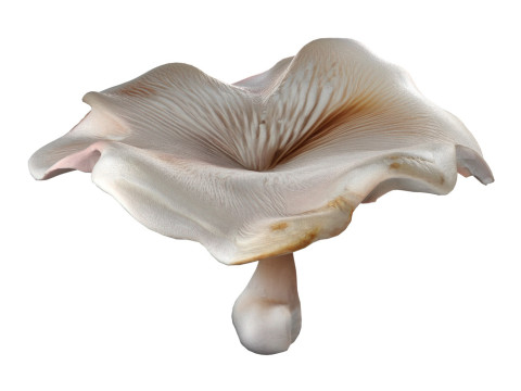 Mushroom 8 Model 3D