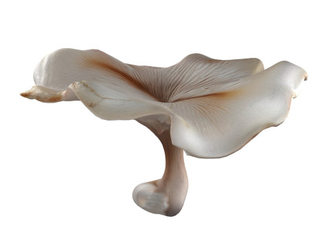 Mushroom 8 3D Model
