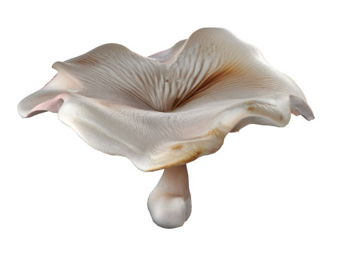 Mushroom 8 3D Model