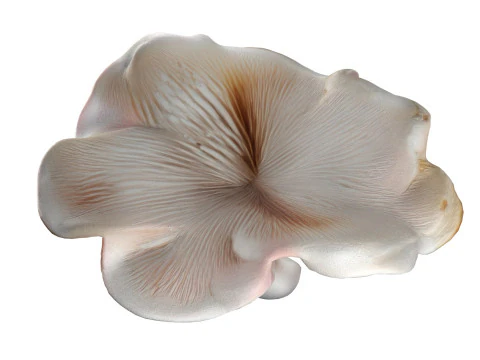 Mushroom 8 3D Model