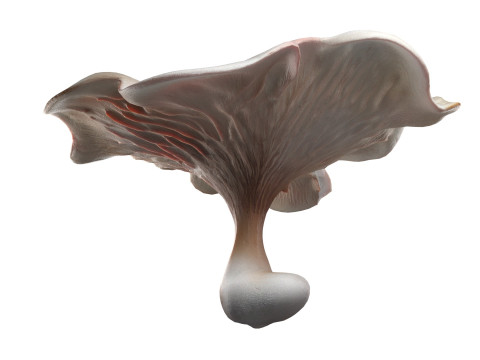 Mushroom 8 3D Model