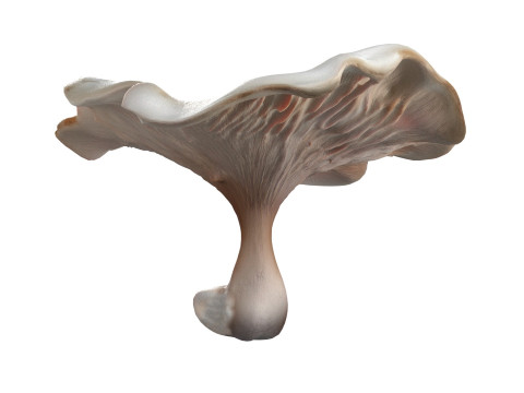Mushroom 8 3D Model