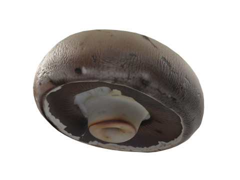 Mushroom 9 Model 3D
