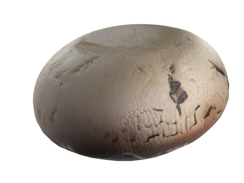 Mushroom 9 3D Model