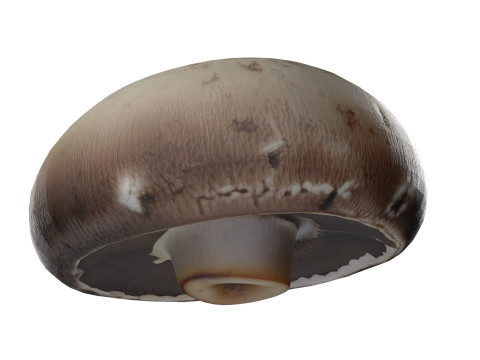 Mushroom 9 3D Model