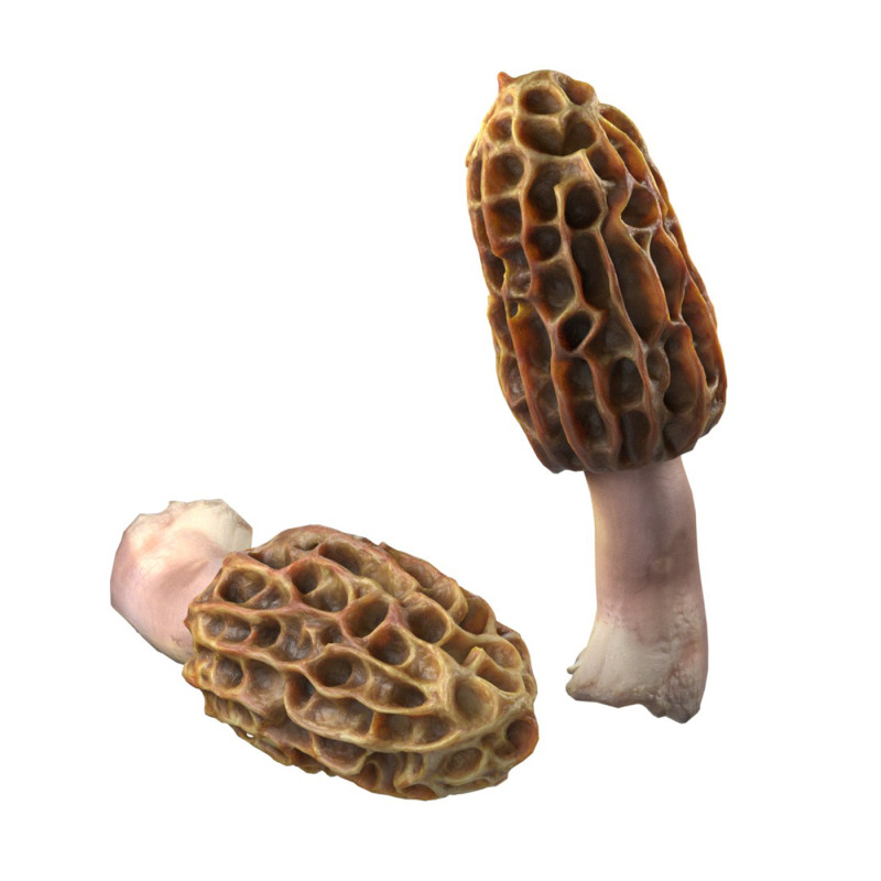 Mushroom 10 3D Model .c4d .max .obj .3ds .fbx .stl .blend