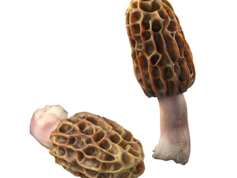 Paddestoel 10 3D Model