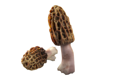 Mushroom 10 3D Model