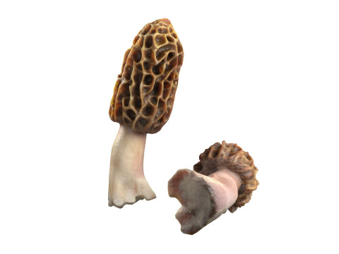 Mushroom 10 3D Model