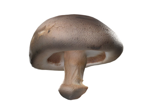 Mushroom 11 Model 3D
