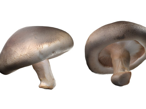 Mushroom 11 3D 모델