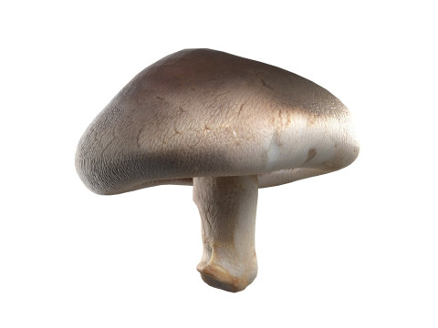 Mushroom 11 3D 모델