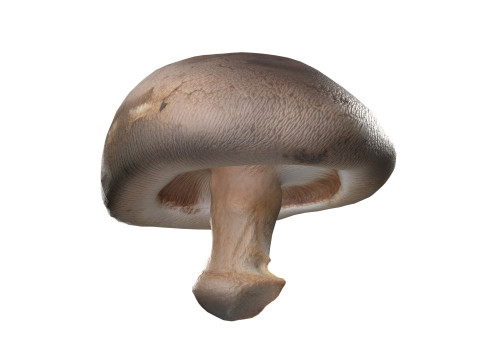 Mushroom 11 3D 모델