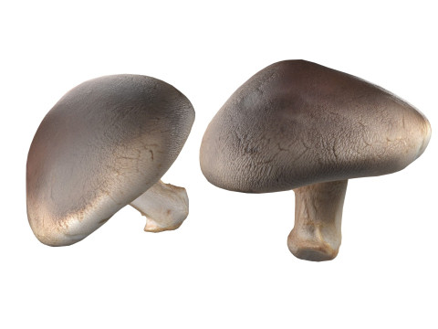 Mushroom 11 3D 모델