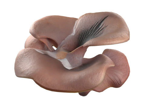 Mushroom 12 Model 3D