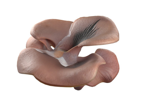 Mushroom 12 Modelo 3D
