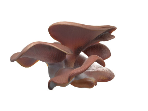 Mushroom 12 Modelo 3D