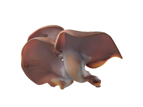 Mushroom 12 Modelo 3D