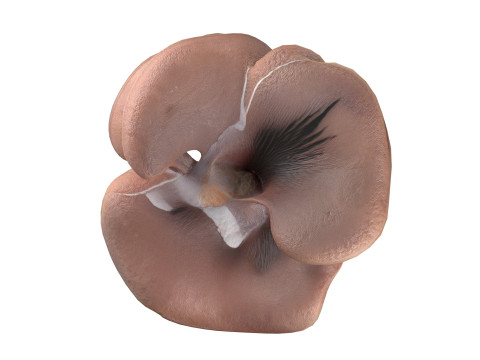 Mushroom 12 Modelo 3D