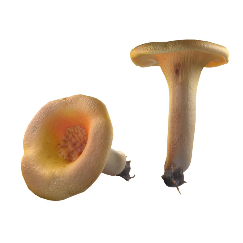 Cogumelo 13 Modelo 3D .c4d .max .obj .3ds .fbx .stl .blend
