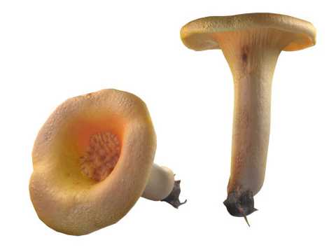 Mushroom 13 3D Model