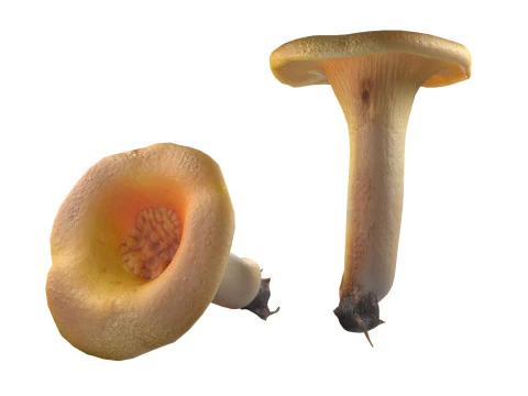 Cogumelo 13 Modelo 3D