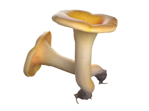 Cogumelo 13 Modelo 3D