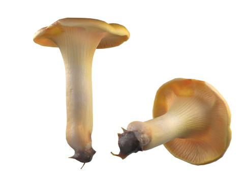 Mushroom 13 3D Модель