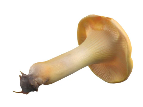Cogumelo 13 Modelo 3D