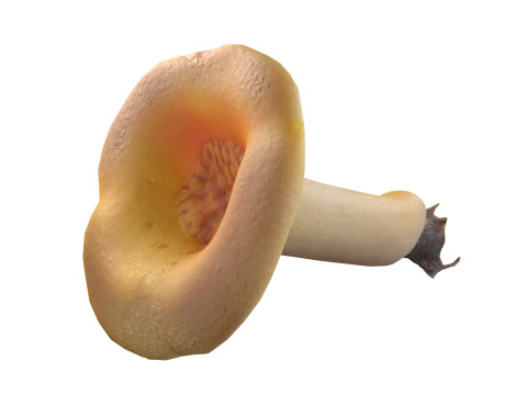Mushroom 13 3D Модель