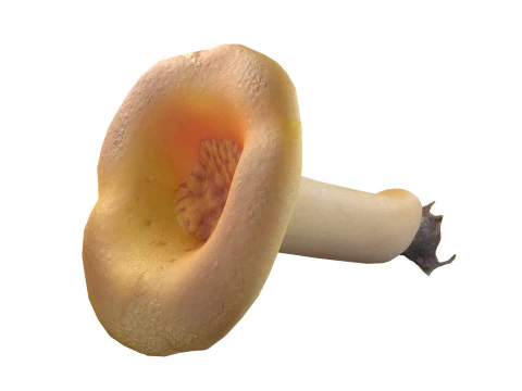 Cogumelo 13 Modelo 3D