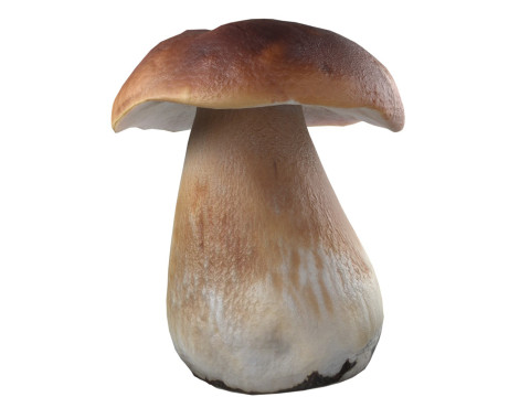 Mushroom 14 Model 3D