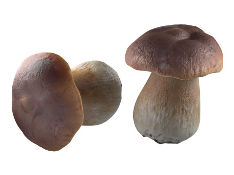 Mushroom 14 3D 模型